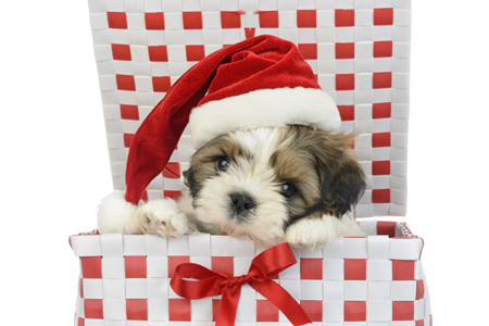 Christmas Hat Puppy