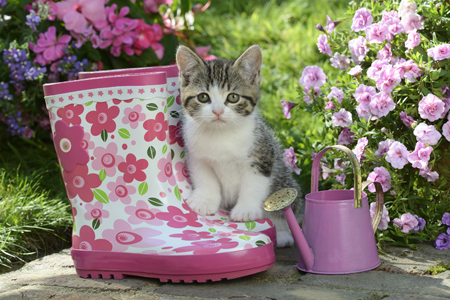 Pink Wellies Kitten