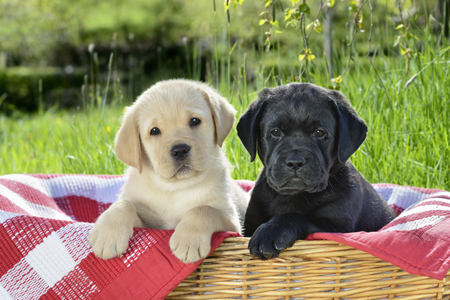 Pups in Basket