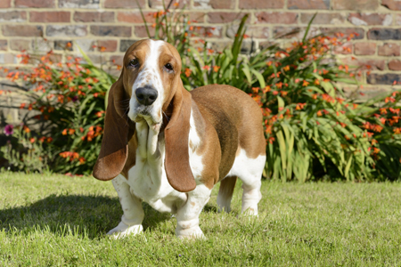 Basset Hound in Garden