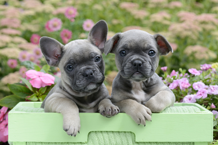 Garden Puppies