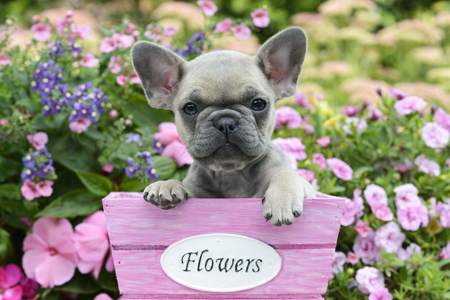 Pink Flower Pot Puppy