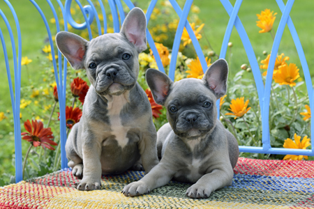 Puppies on Bench