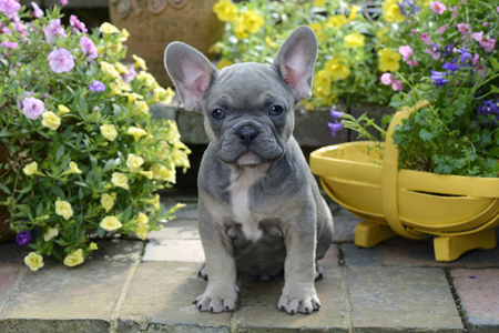 Garden French Bulldog