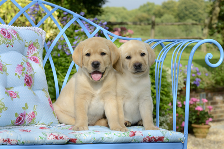 Labradors Blue Bench