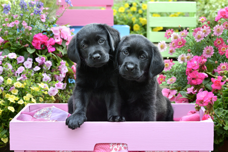 Black Labs in Pink Box