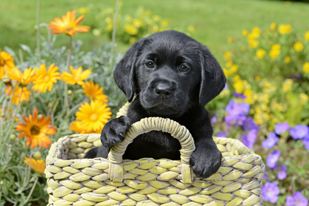 Black Labrador in Basket