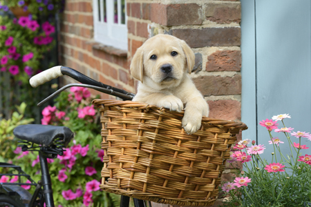 Puppy in Bike Basket