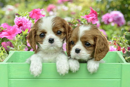 Green Garden Box Puppies