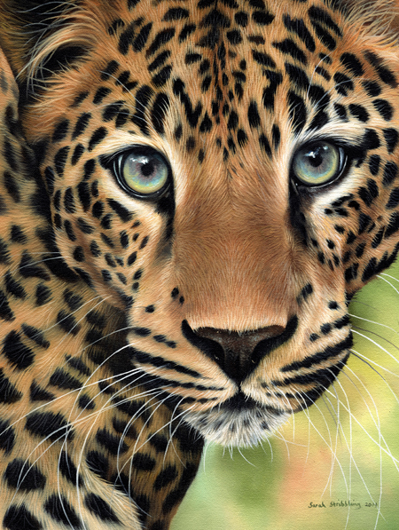 Leopard Close Up