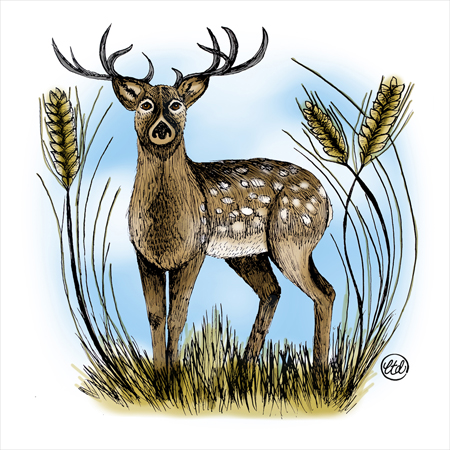 Woodland Ink Deer in Corn Field