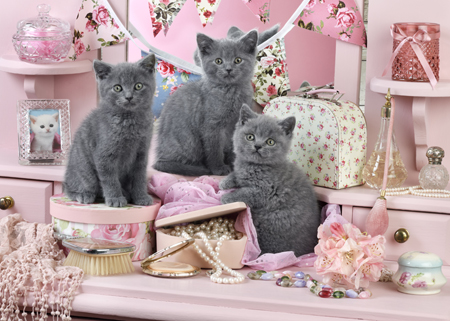 Pink Kitten Party