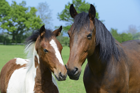 Mother and Foal Summer