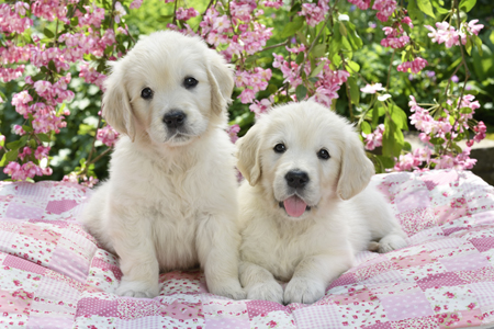 Pink Quilt Labrador Puppies