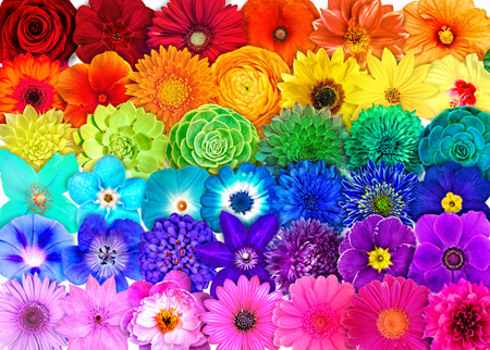 Insta Rainbow Flower Poster Rows