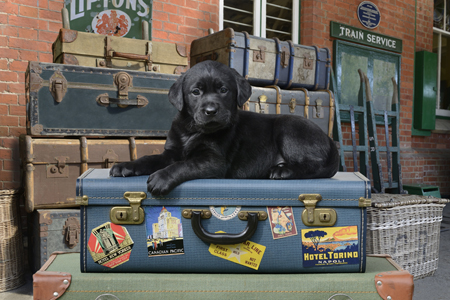 Black Labrador Suitcase