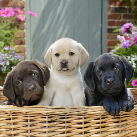 Three Labradors in a Basket