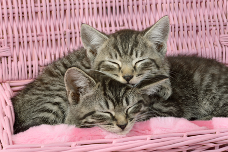 Sleeping Pink Basket Kittens