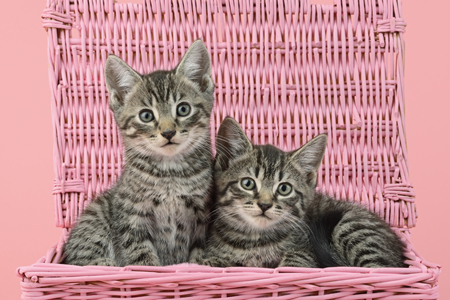 Pink Basket Kittens