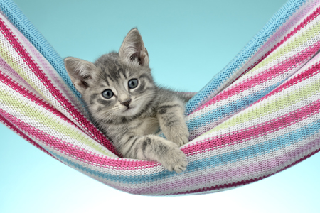 Hammock Kitten