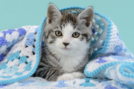 Blue Blanket Kitten