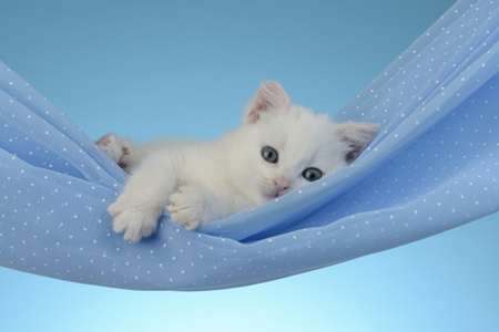 Blue Hammock Kitten