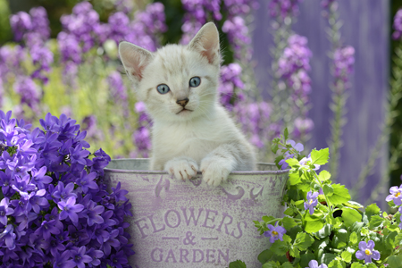 Lavender Garden Kitten