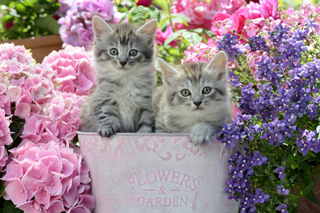 Pink and Purple Flower Kittens