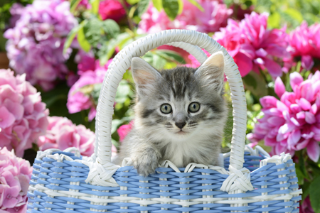 Blue Garden Basket Kitten