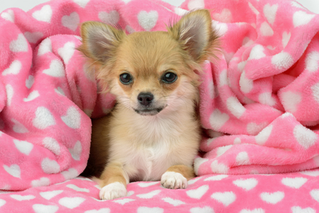 Heart Blanket Chihuahua