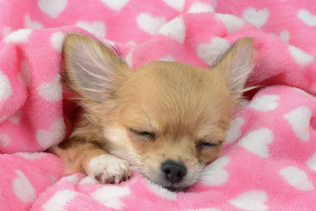 Heart Blanket Chihuahua Sleeping