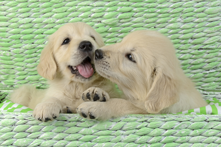 Green Basket Puppies