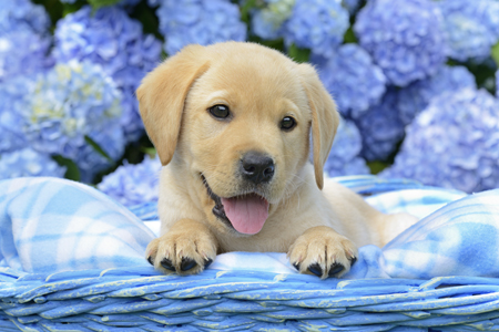 Blue Garden Puppy