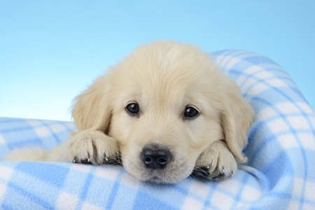 Blue Blanket Puppy