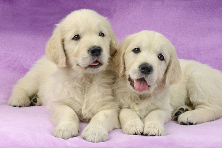 Purple Puppies