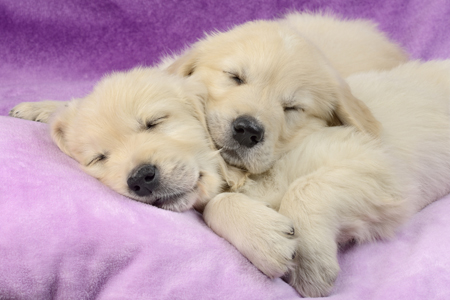 Purple Puppies Sleeping