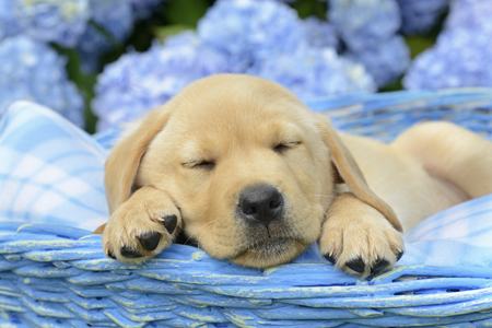 Sleeping Blue Garden Puppy