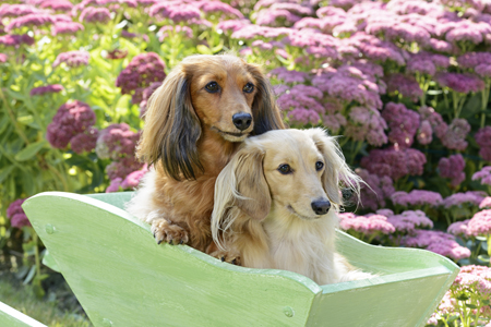 Green Wheelbarrow Dogs