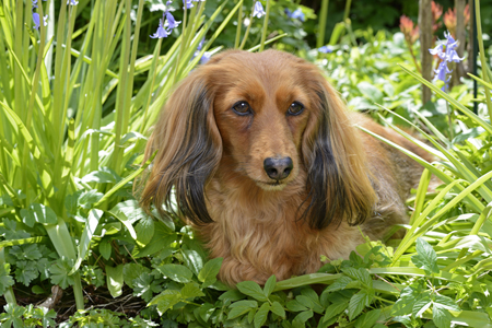 Green Garden Dog