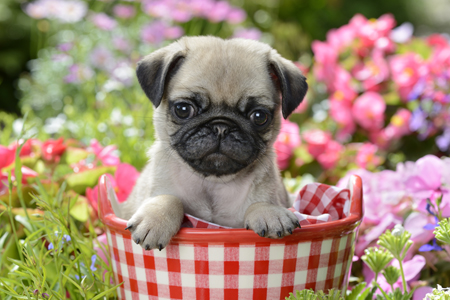 Red Garden Basket Pug