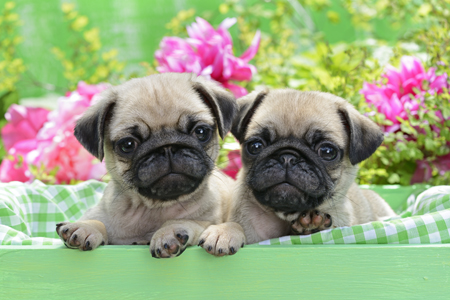 Green Garden Basket Pugs