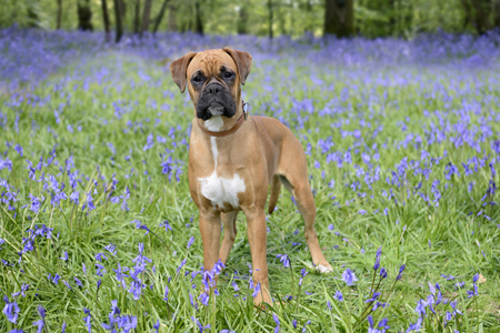 Bluebell Boxer Dog