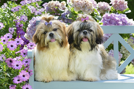 Dogs on Bench