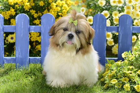 Blue Fence Dog