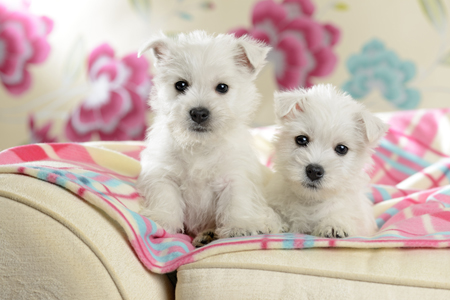 Sofa Puppies