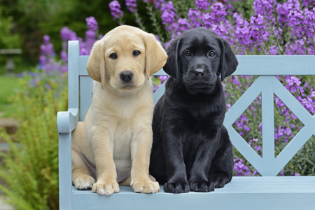 Labrador Puppies on Bench