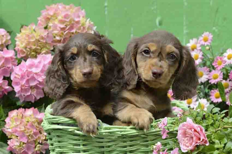 Green Basket Flower Puppies