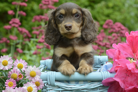 Blue Basket and Flower Puppy