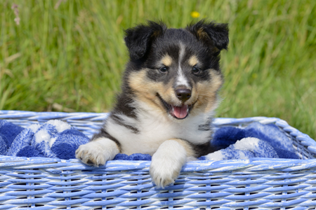 Basket in the Grass Puppy