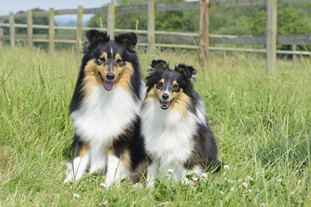 Dogs in the Grass